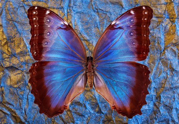 Ljusa Tropiska Morpho Fjärilar Och Skelett Blad Abstrakt Naturlig Bakgrund — Stockfoto
