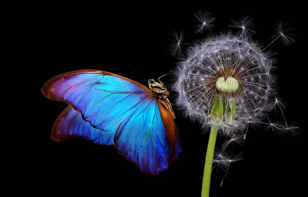 Leuchtend Blauer Morpho Schmetterling Auf Löwenzahnsamen Isoliert Auf Schwarz Nahaufnahme — Stockfoto