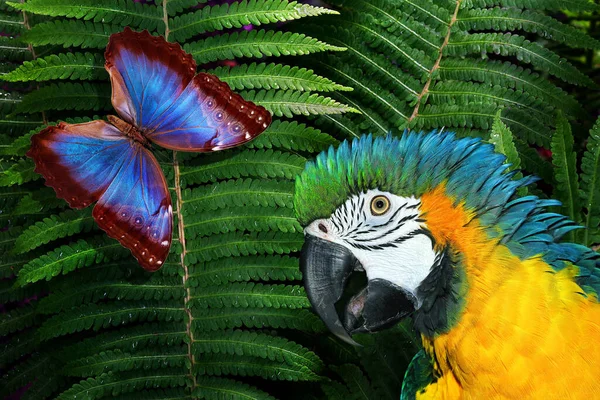 Natureza Tropical Conceito Selvagem Selva Arara Papagaio Colorido Morpho Azul — Fotografia de Stock