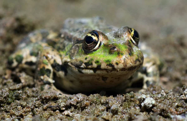 water frogs. bright green frog in the sand. close up