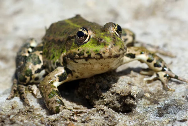 water frogs. bright green frog in the sand. close up