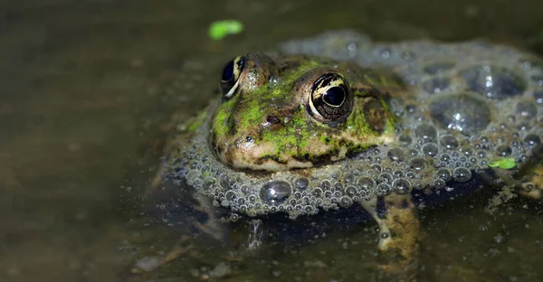 Vodní Žáby Jasně Zelená Žába Písku Zavřít — Stock fotografie