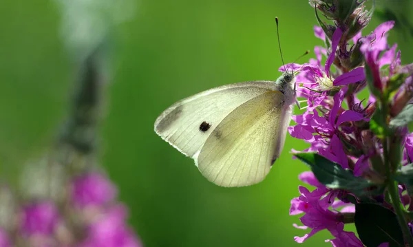 Hermosa Mariposa Blanca Sobre Flores Púrpuras Espacio Copia — Foto de Stock