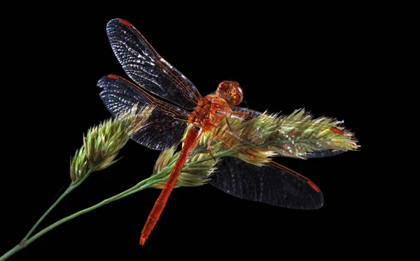 Libélula Roja Una Hoja Hierba Aislada Negro —  Fotos de Stock