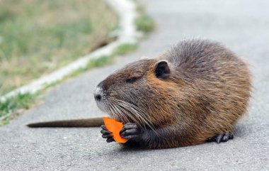 Coypu. Hindistan cevizi havuç yer.. 