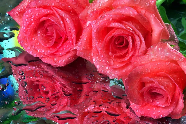 Różowe Róże Kroplach Wody Powierzchni Lustra Zbliżenie — Zdjęcie stockowe