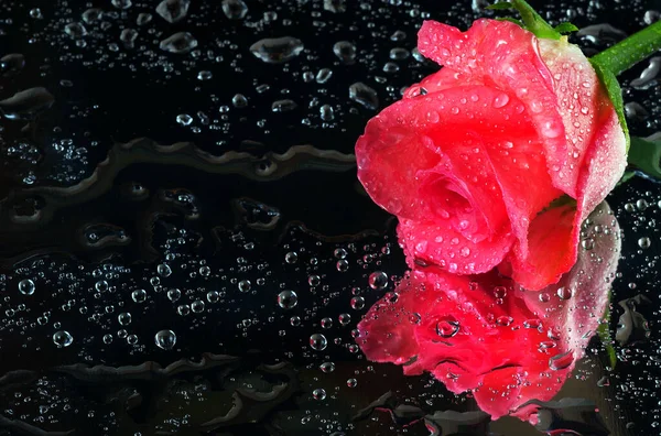 Rosas Rosadas Gotas Agua Sobre Una Superficie Espejo Cerca —  Fotos de Stock