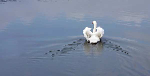 Schöner Weißer Schwan Schwimmt Wasser Wildvogel Und Fluss Nahaufnahme — Stockfoto