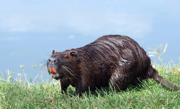 Coypu Nutria Beira Rio Nutria Grama Verde — Fotografia de Stock