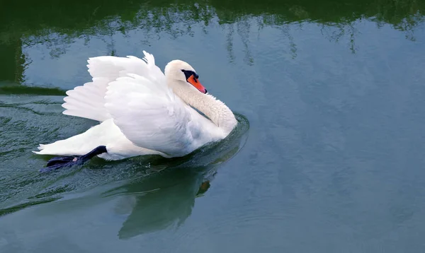 Schöner Weißer Schwan Schwimmt Wasser Wildvogel Und Fluss Nahaufnahme — Stockfoto
