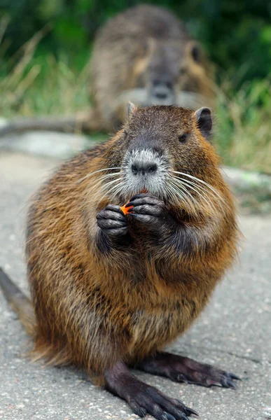 Койпу Nutria Eats Carrots Close — стоковое фото