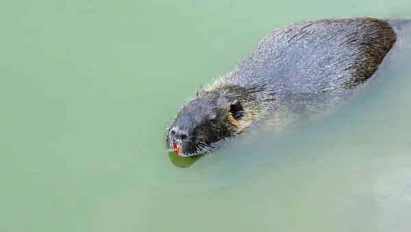 Coypu Nutria Nadando Río — Foto de Stock