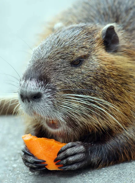 Койпу Nutria Eats Carrots Close — стоковое фото