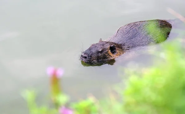 Coypu Nutria Nadando Rio — Fotografia de Stock