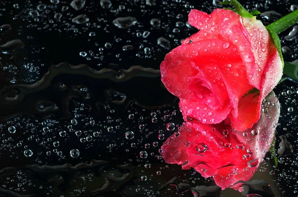 Pink Roses Drops Water Mirror Surface Close — Stock Photo, Image