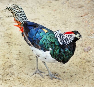 Elmas sülün. Çiftlikteki renkli sülün