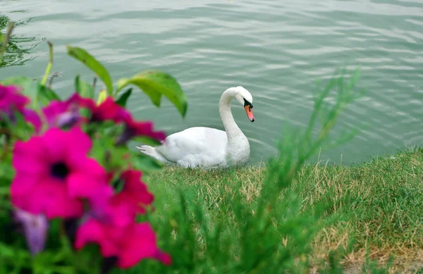 Schöner Weißer Schwan Auf Dem Teich Park — Stockfoto