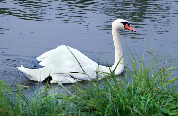 Hermoso Cisne Blanco Estanque Parque — Foto de Stock