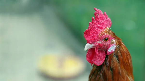 Coq Gros Plan Sur Tête Bite Oiseau Domestique Espace Copie — Photo