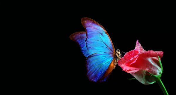 柔らかいピンクの上に鮮やかな青熱帯のモフ蝶は黒い上に孤立した水滴の中で上昇した コピースペース — ストック写真