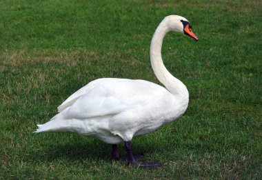 Güzel beyaz kuğu yeşil bir çayırda