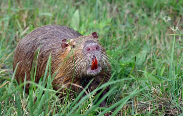 Coypu Nutria Andando Grama Verde Prado Fechar — Fotografia de Stock