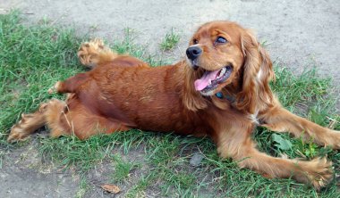 İngiliz Cocker Spaniel. Çimlerde cocker spaniel. Spaniel köpek portresi. Ağzı açık bir köpek. Dili çıkmış bir köpek.