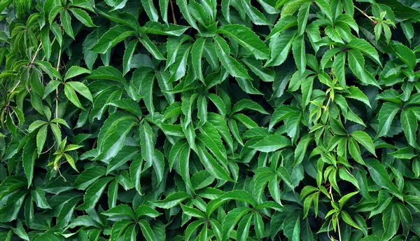 Wand Aus Blättern Wilder Trauben Wilde Trauben Hintergrund Grüne Hecke — Stockfoto