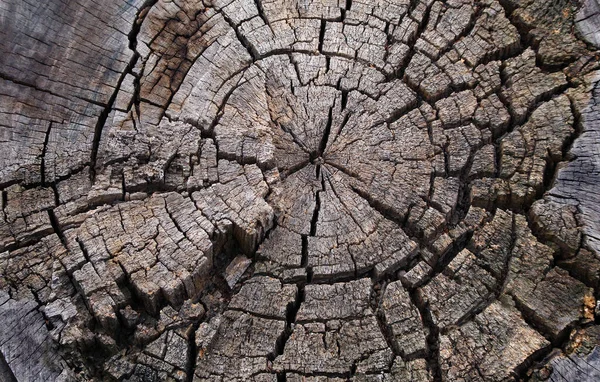Παλιό Δέντρο Κούτσουρο Υφή Φόντο Πάνω Όψη — Φωτογραφία Αρχείου