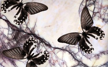 Güzel siyah beyaz kelebek pembe mermer arka planda