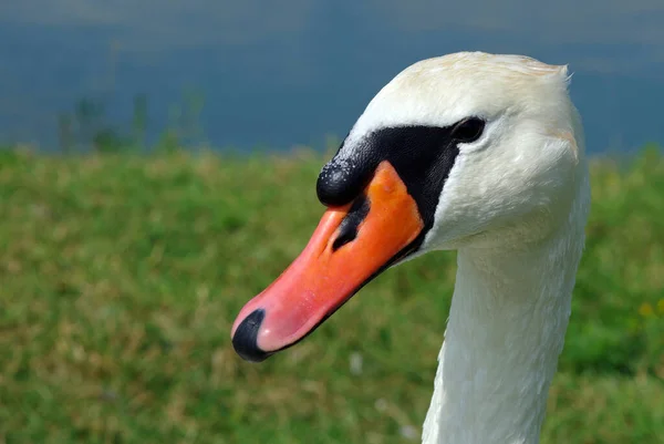 Cabeza Cisne Blanco Cerca Retrato Cisne Blanco Cisne Parque — Foto de Stock