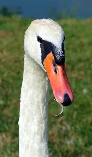 Witte Zwanenkop Van Dichtbij Portret Van Een Witte Zwaan Zwaan — Stockfoto