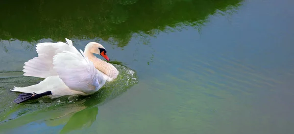 Bonito Cisne Branco Nadando Água Pássaro Selvagem Rio Espaço Cópia — Fotografia de Stock