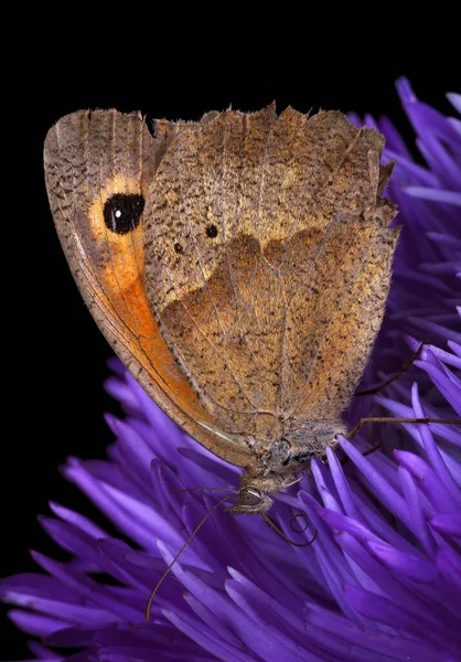 Papillon Coloré Sur Fleur Violette Isolé Sur Noir Prairie Papillon — Photo