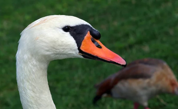 Beyaz Kuğu Kafası Yakın Plan Beyaz Bir Kuğunun Portresi Parktaki — Stok fotoğraf