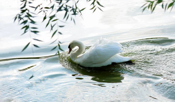 美しい白い白鳥の水の中で泳ぐ 野生の鳥と川 コピースペース — ストック写真