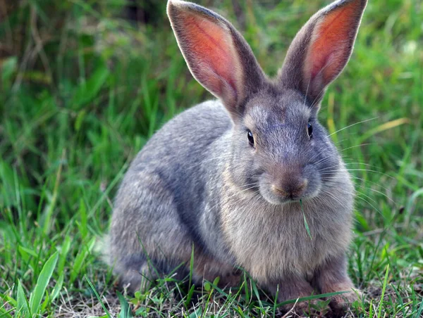 Niedliche Kleine Graue Kaninchen Auf Grünem Gras Kopierraum — Stockfoto
