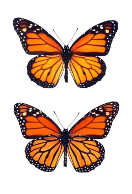 Renkli hükümdar kelebeği beyazda izole edilmiş.. 