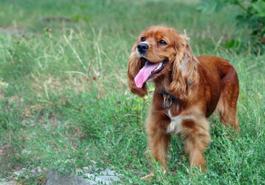 İngiliz Cocker Spaniel. Çimlerde cocker spaniel. Spaniel köpek portresi. Ağzı açık bir köpek. Dili dışarı çıkmış bir köpek. Seçici odak