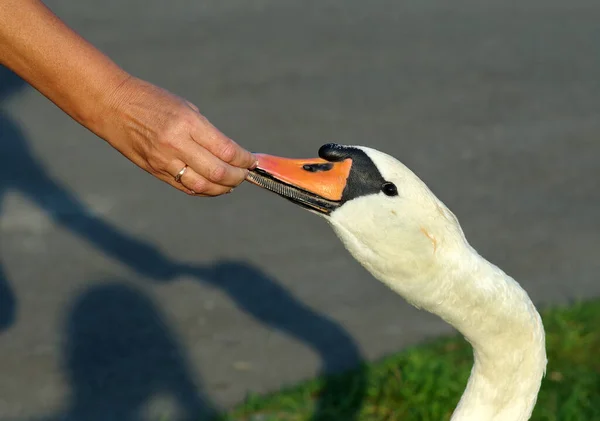 Weißer Schwan Frisst Aus Menschenhänden — Stockfoto