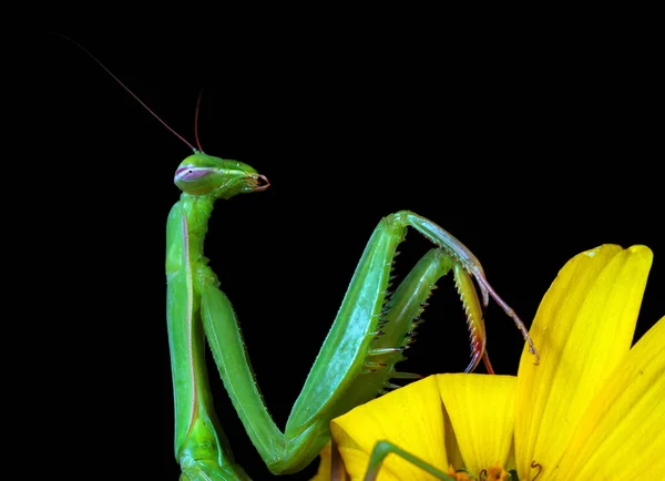 Kleurrijke Groene Mantis Zwarte Achtergrond Close — Stockfoto