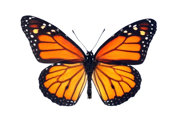 Красочная Бабочка Монарх Изолированная Белом — стоковое фото