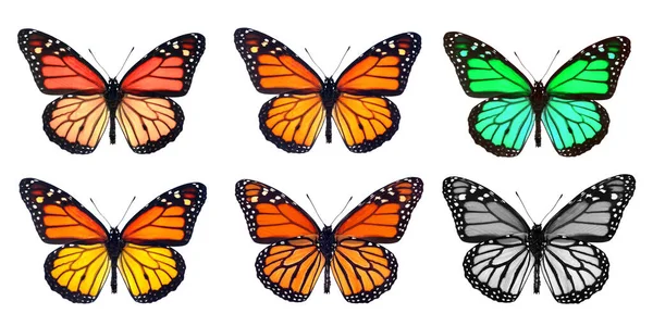 Set Monarch Butterflies Multicolored Colorful Monarch Butterflies Isolated White — Stock Photo, Image