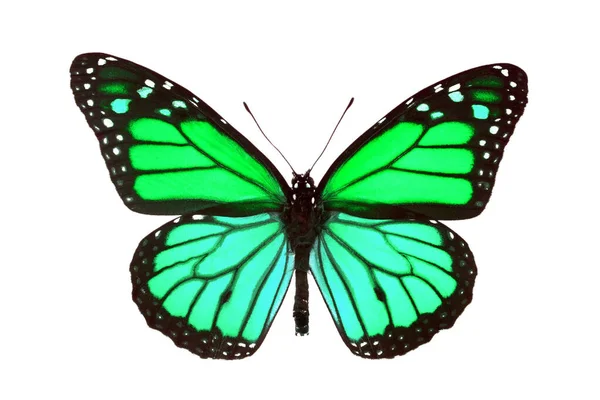 Modrý Zelený Motýl Monarcha Izolovaný Bílém — Stock fotografie
