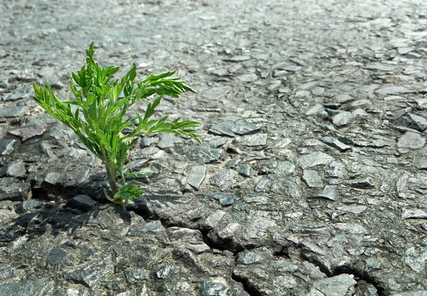 Ragweed Creștere Într Fisură Asfalt Germeni Verzi Într Fisură Drum — Fotografie, imagine de stoc