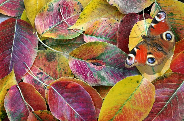 Πολύχρωμο Φθινόπωρο Πεσμένο Κεράσι Φύλλα Υφή Φόντο Φωτεινή Κόκκινη Πεταλούδα — Φωτογραφία Αρχείου