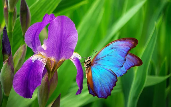 蝴蝶花上美丽的蓝色蝴蝶 — 图库照片