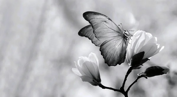 Gałęzie Kwitnącej Białej Magnolii Niebieskiego Tropikalnego Motyla Morfońskiego — Zdjęcie stockowe