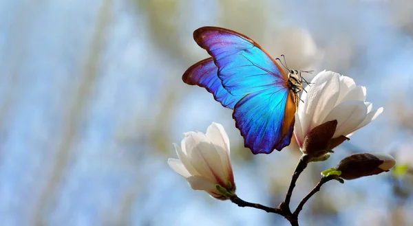 开花的白色木兰花和蓝色热带蝴蝶的分枝 — 图库照片