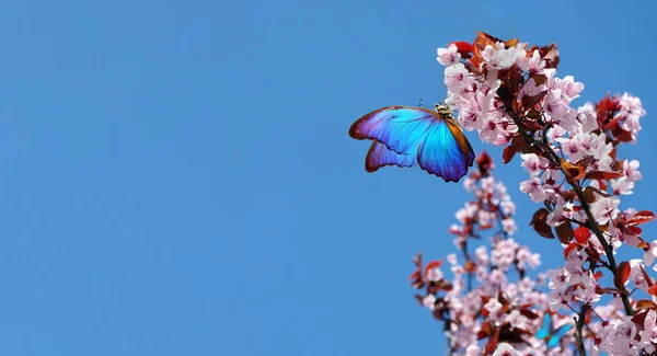 Çiçek açan sakura. Çiçek açan sakura dalları ve mavi gökyüzüne karşı parlak mavi morpho kelebekleri.. 